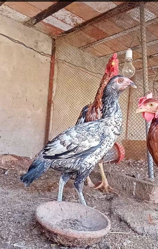 Desi Hens 3