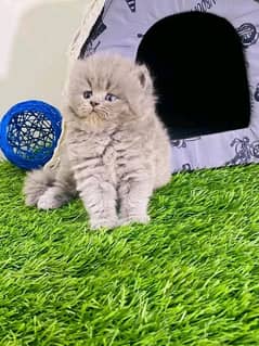 Persian Kitten for sale ONLY Contaxt Whatup 03201711036