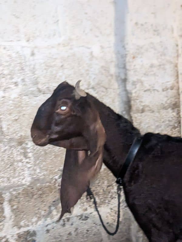 Kamori Bakri 1