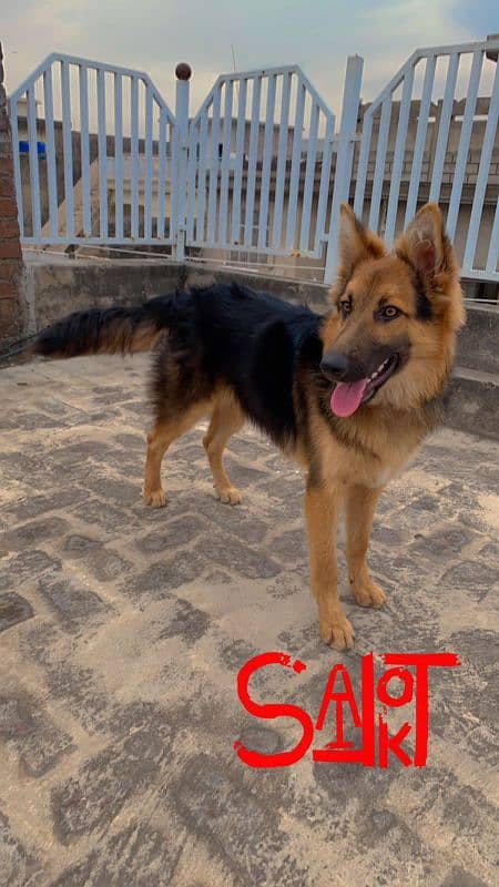 Double Coat German Shepherd Male 0