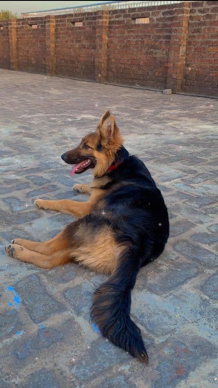 Double Coat German Shepherd Male 1