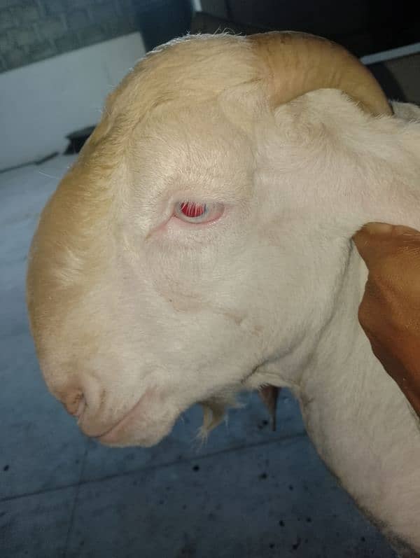 Gulabi Croos  Bakra 2 Dhant for sale 03146419919 12