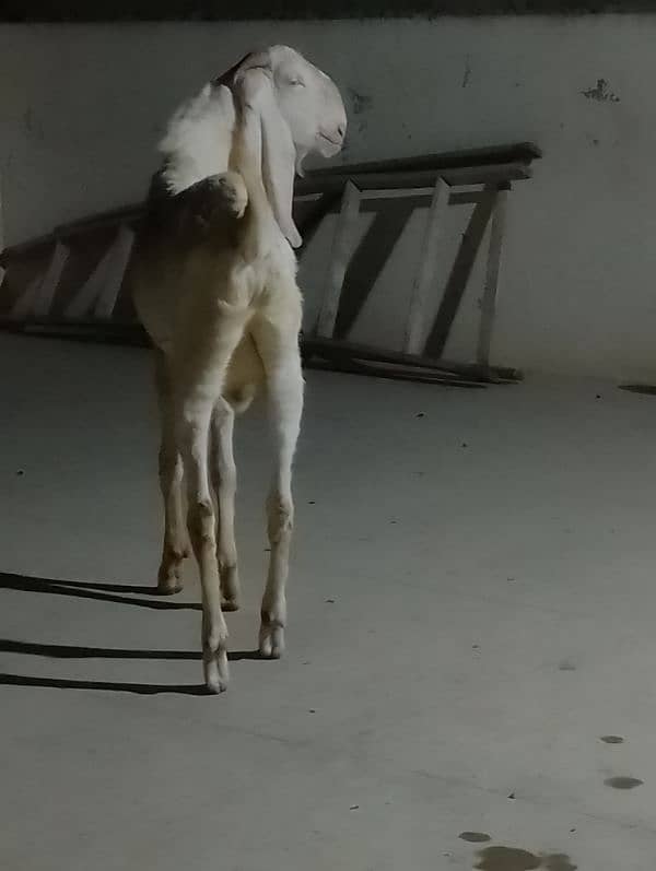 Gulabi Croos  Bakra 2 Dhant for sale 03146419919 13