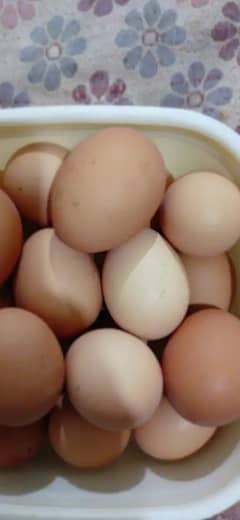 aseel hen eggs available 1 dozen