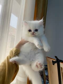 persian kitten (semi punch)