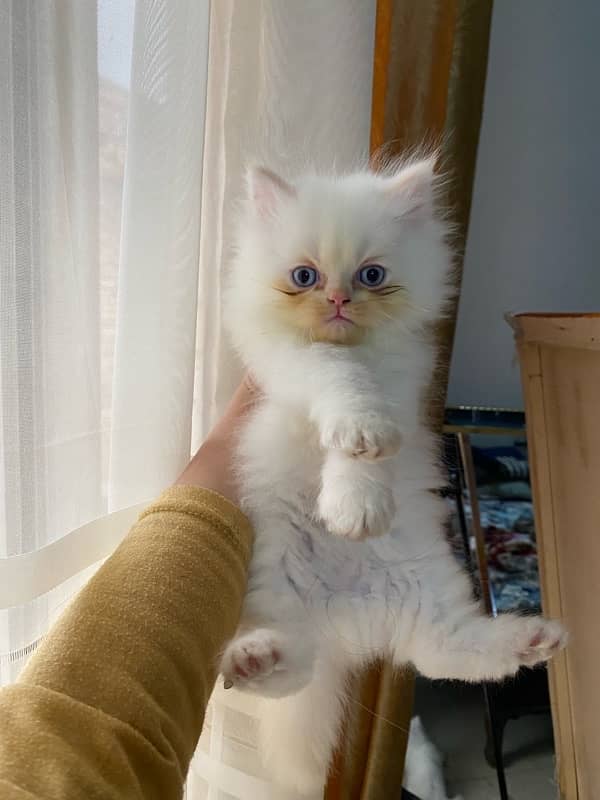 persian kitten (semi punch) 1