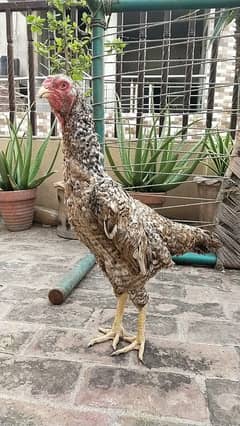 Shamoo Aseel hen urgent sale