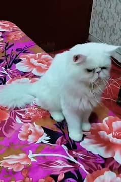 Persian Piki male cat