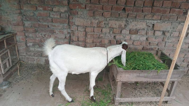 goat sindhi  nasal 0