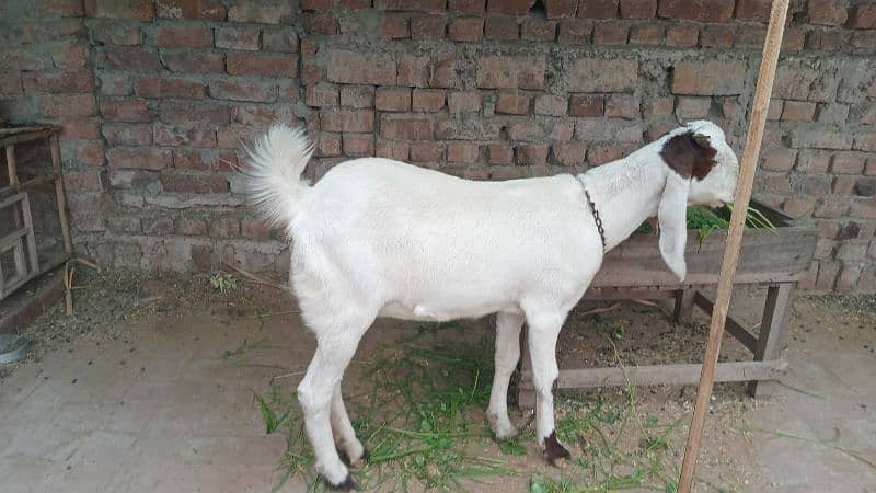 goat sindhi  nasal 1