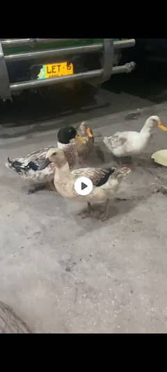 ducks