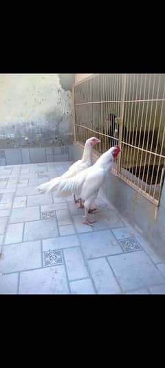 aseel Hera pair for sale