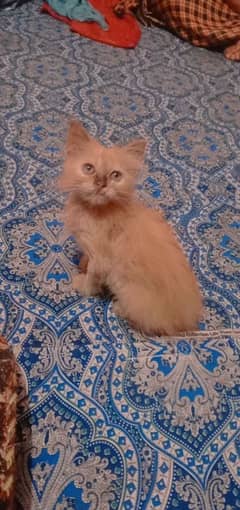 Persian kitten balo nose for sale double coat