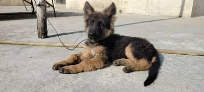 Quality German shepherd puppy available for adoption age 2months