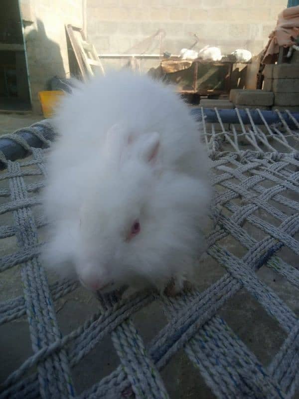 loinhead & English angora rabbit bunnies 6