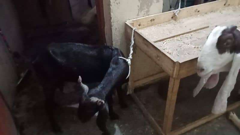 kamori bakri danto me 6 hi or dudhe derhi hi 3