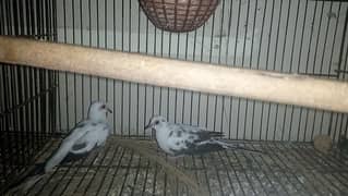 Puaid Dove 4000 pair and daimond Dove 1300pair for sale