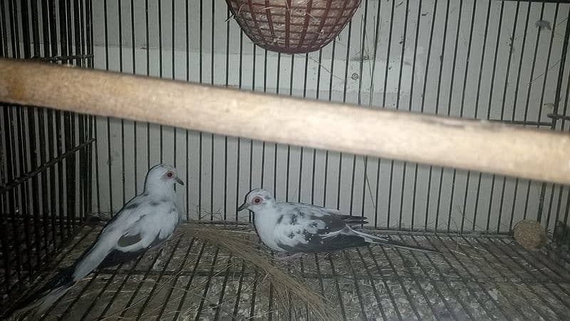 Puaid Dove 4000 pair and daimond Dove 1300pair for sale 0