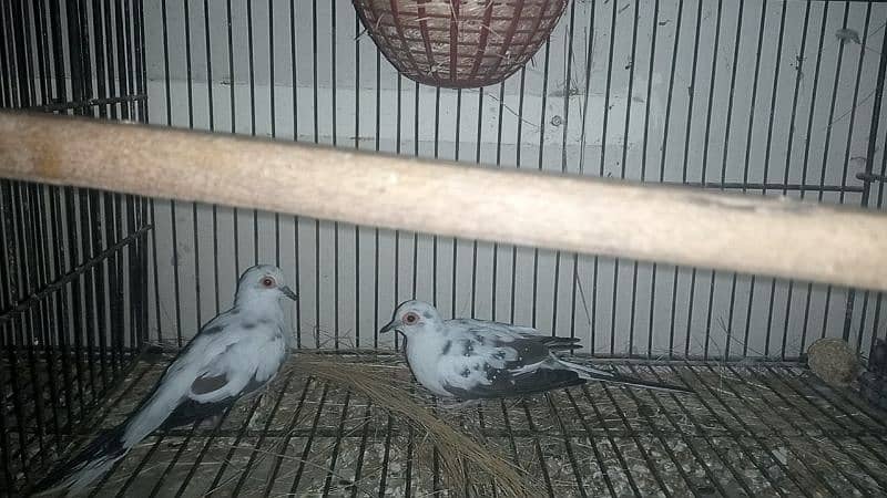 Puaid Dove 4000 pair and daimond Dove 1300pair for sale 1