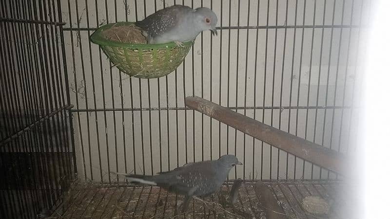 Puaid Dove 4000 pair and daimond Dove 1300pair for sale 6