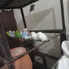 iron cage for sale with budgies parrots