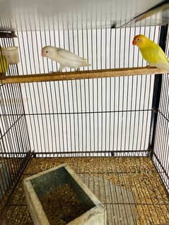 Love Bird Albino Creamino 0300/849/3/849