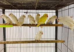 Love Bird Albino Creamino 0300/849/3/849