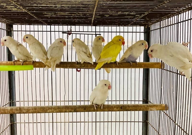 Love Bird Albino Creamino 0300/849/3/849 0