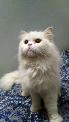 pure persian home breed