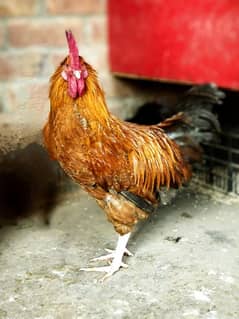 Golden / misri / Male / Breeder/ Hen 's / Desi / Organic / Egg 's /