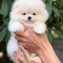 Pomeranian