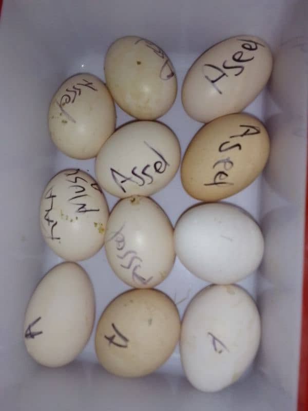 aseel eggs 2