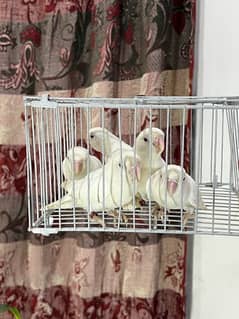 Albino red eyes & fosters available