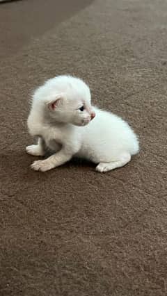 Persian double Coated Kittens For Sale