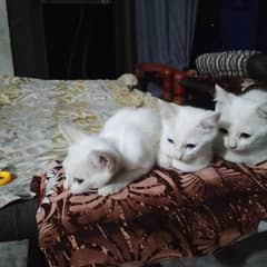 Pair of Persian Cats