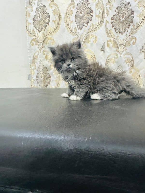 Beautiful Healthy and Active kittens Available location Islamabad 3