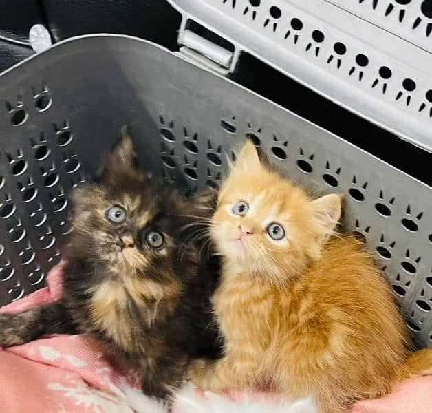 Beautiful Healthy and Active kittens Available location Islamabad 4