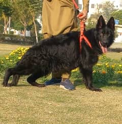 top quality black gsd long coat heavy bone structure female for sale