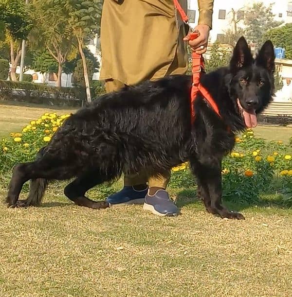 top quality black gsd long coat heavy bone structure female for sale 0