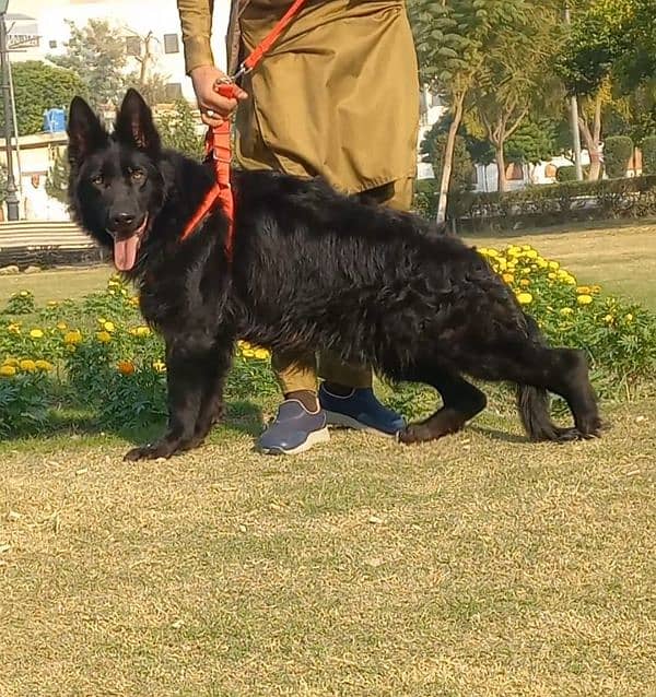 top quality black gsd long coat heavy bone structure female for sale 1