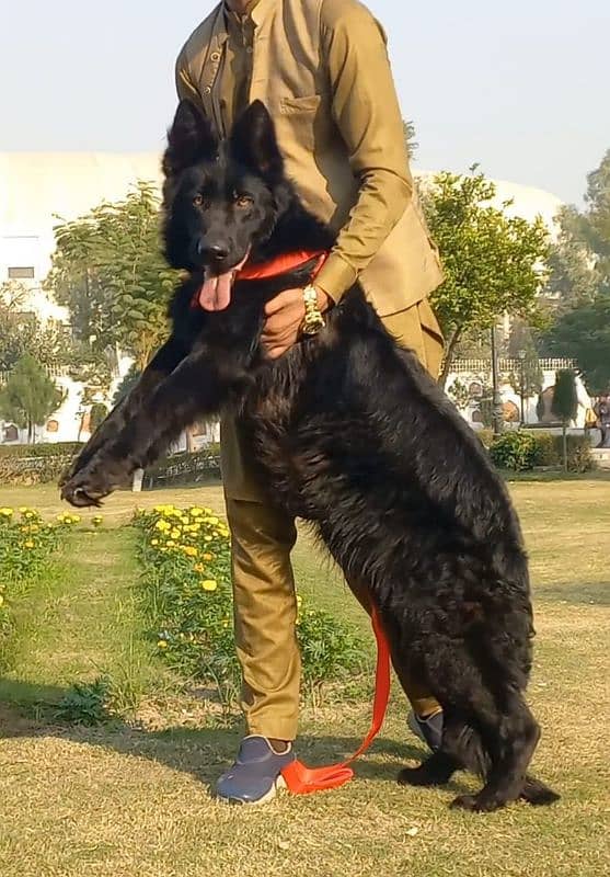 top quality black gsd long coat heavy bone structure female for sale 2