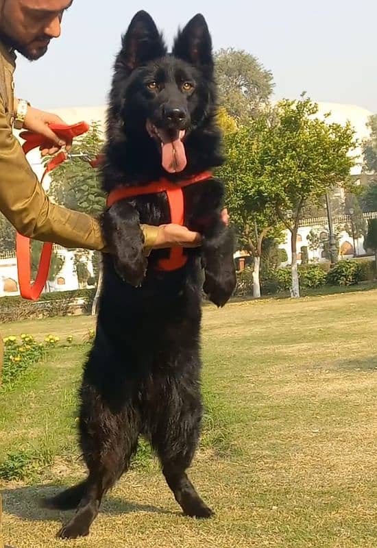 top quality black gsd long coat heavy bone structure female for sale 3