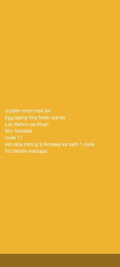 Golden misri egg laying starter avl