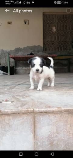 shituzu male puppy for sale