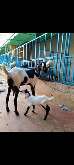 abluc bakri with female kid