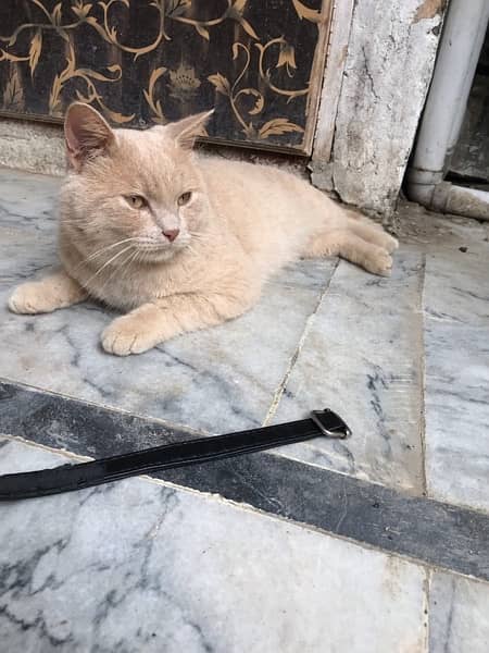 male cat persian punch face treen hai 2