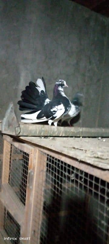 Fan tail Breeder female pigeon & kabotar 0