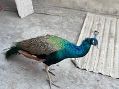 mor peacock