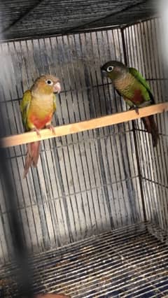 small conure