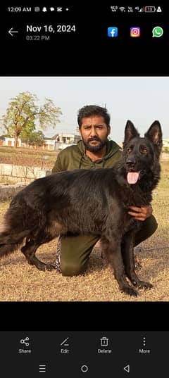 German shepherd long coat black Male confirm stud available Pink pedi